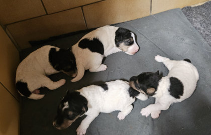 Robie des Erables Pourpres