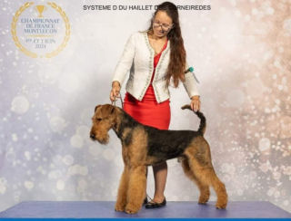 Système D