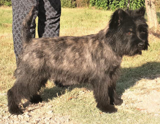 LOUSTIC