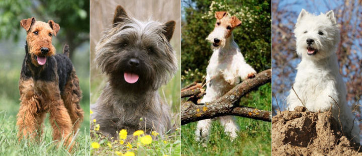 Nos races de terriers