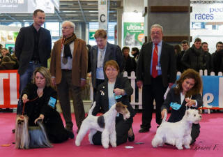 EMIR DOG SHOW