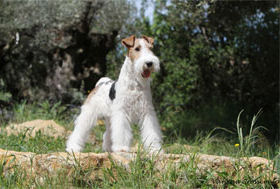 FOX TERRIER