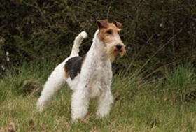 FOX TERRIER