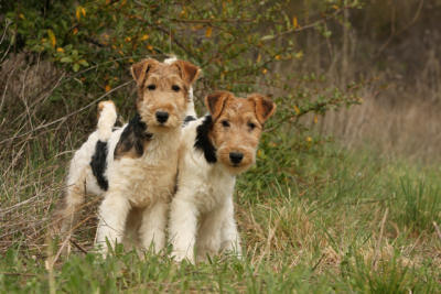 nos jeunes Fox-Terrier