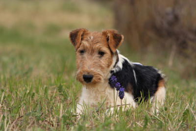 nos jeunes Fox-Terrier