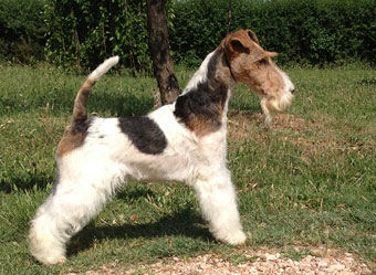 HIP HOP DOG DU HAILLET DES CORNEIREDES