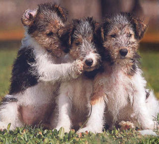 Chiots Fox Terrier