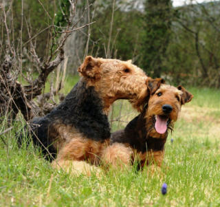 Airedale Terrier