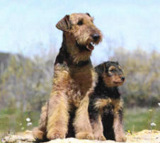 Voir des photos d'Airedale Terriers