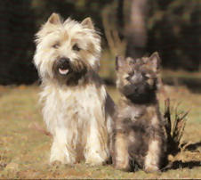 Voir des photos de Cairn Terriers