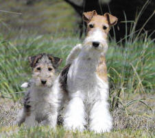 Voir des photos de Fox Terriers