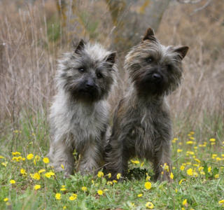 Cairn Terrier