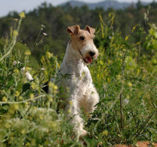 Fox terrier poil dur