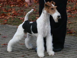 OSKAR ROYAL DU HAILLET DES CORNEIREDES