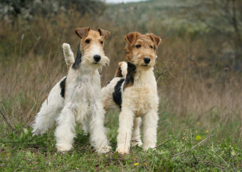 FOX TERRIER