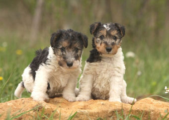 chiots FOX TERRIER