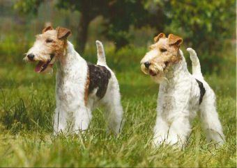 FOX TERRIER