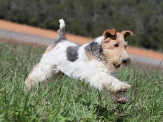Achat Fox Terrier Poil Dur